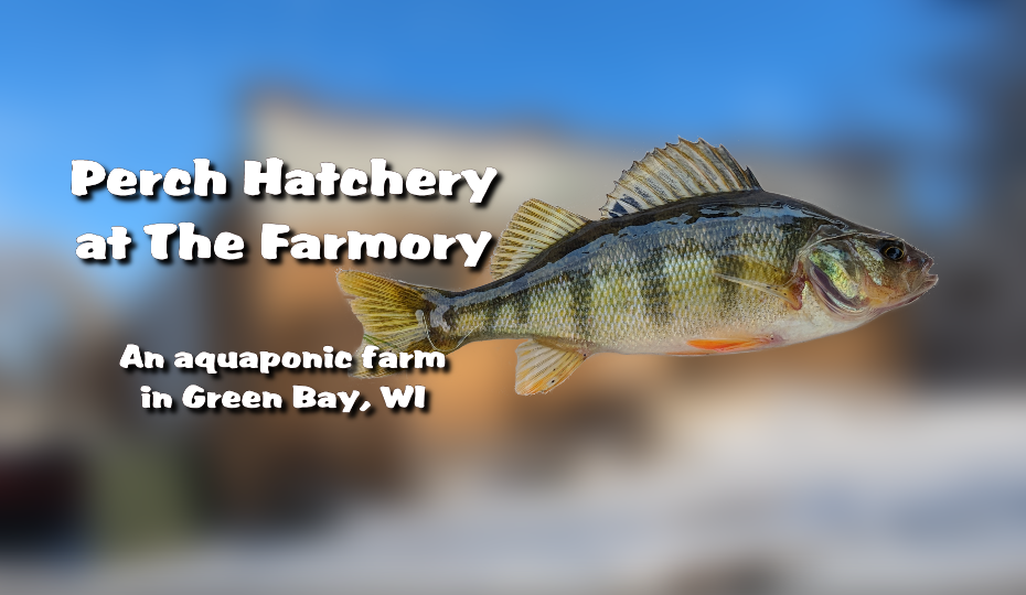 Perch Hatchery 1